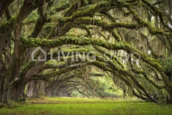 Rebel Walls behang bos fairy forest