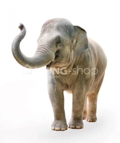 Lou&Friends Muursticker olifant XS